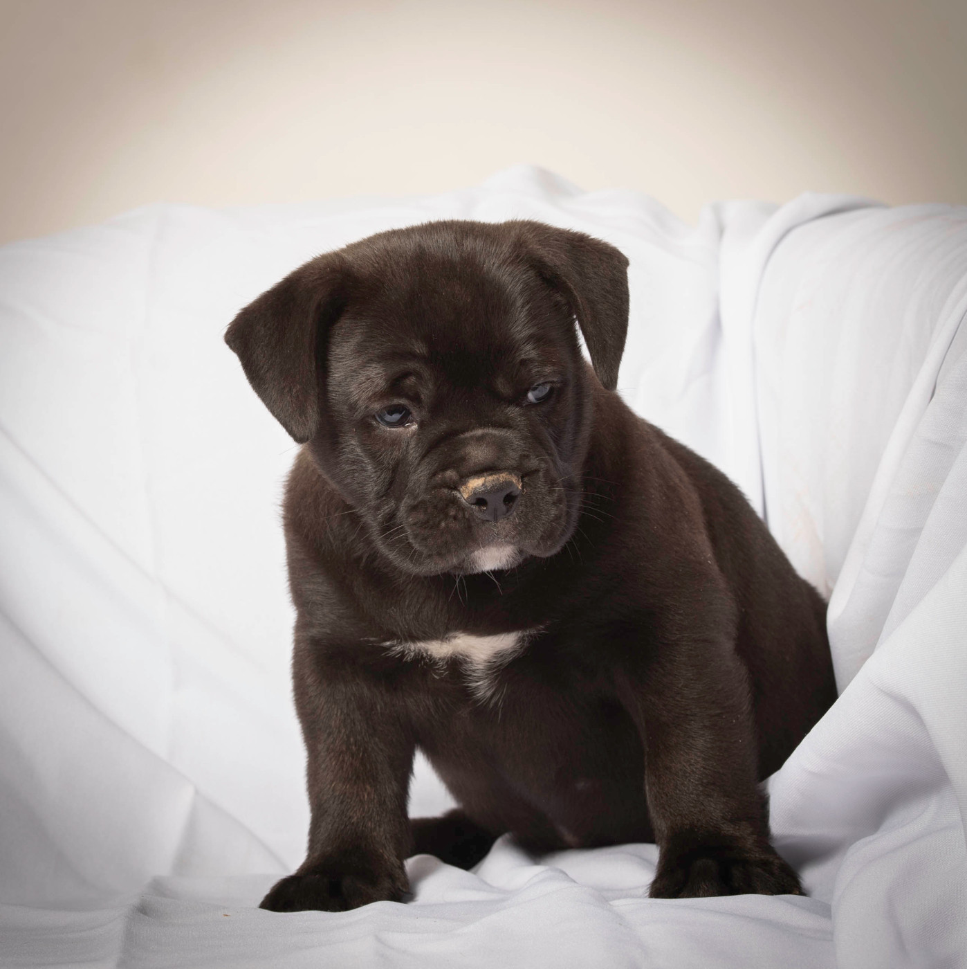 du Cap de la Coste - Chiots disponibles - Bulldog continental