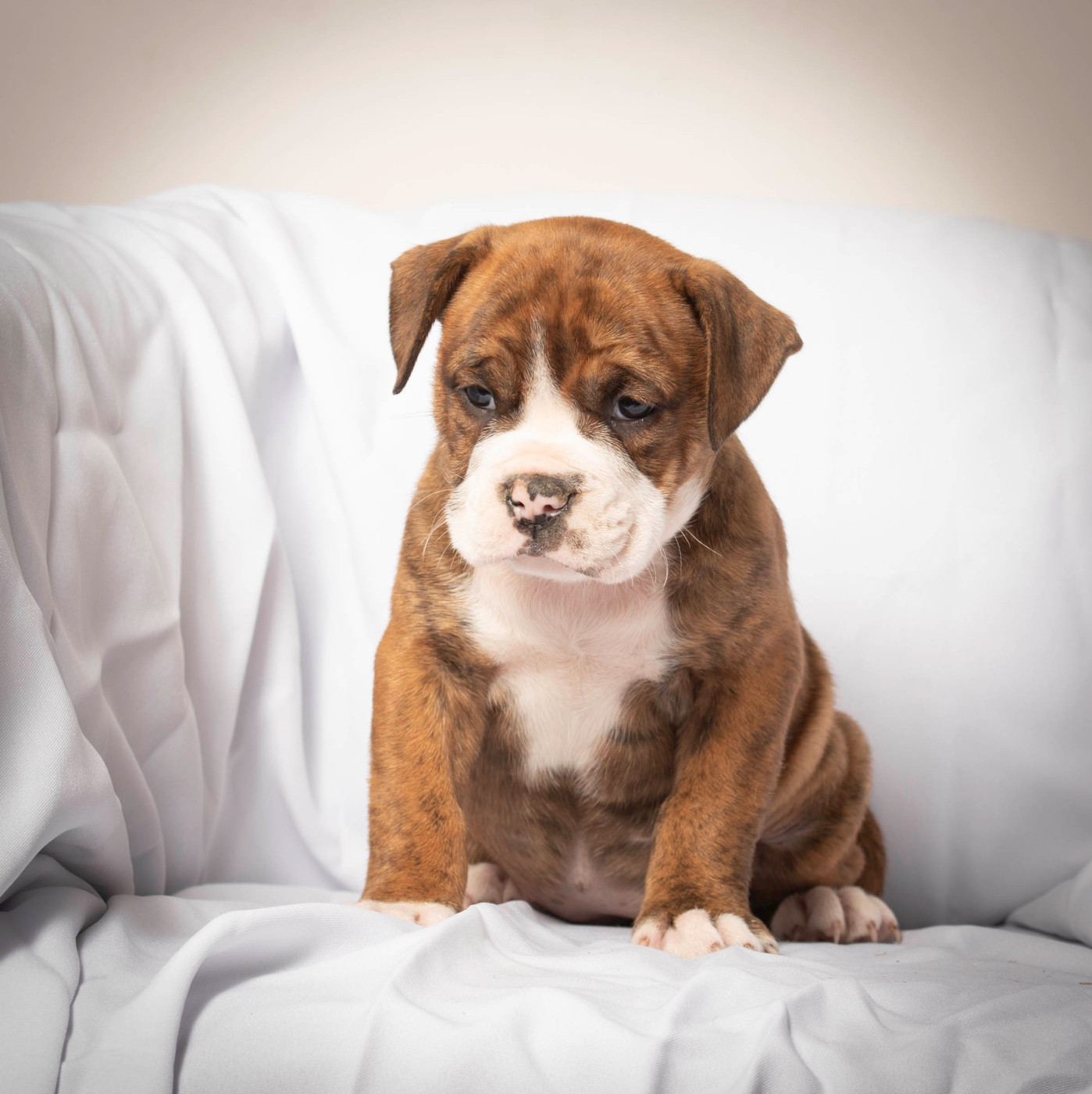 du Cap de la Coste - Chiots disponibles - Bulldog continental