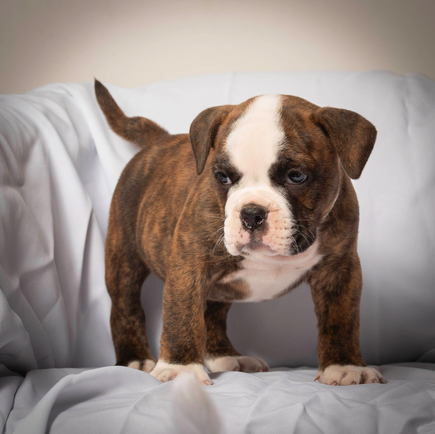 du Cap de la Coste - Chiots disponibles - Bulldog continental