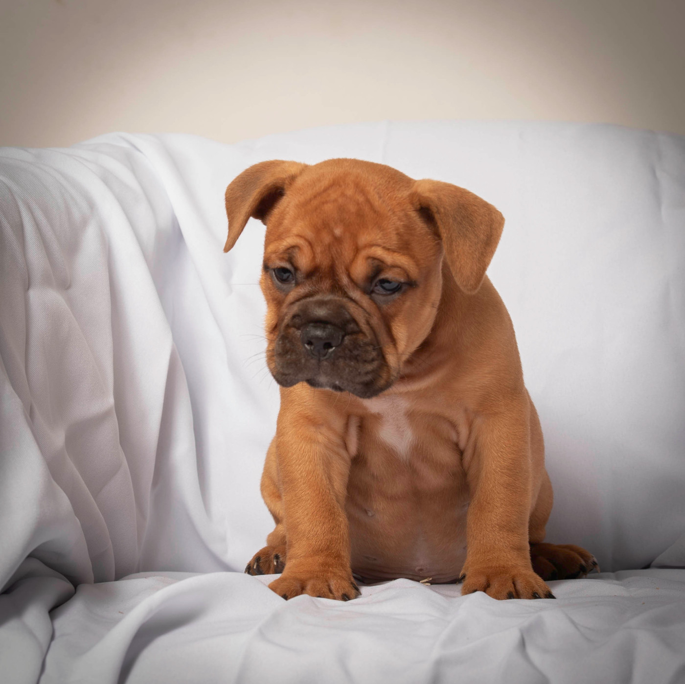 du Cap de la Coste - Chiots disponibles - Bulldog continental