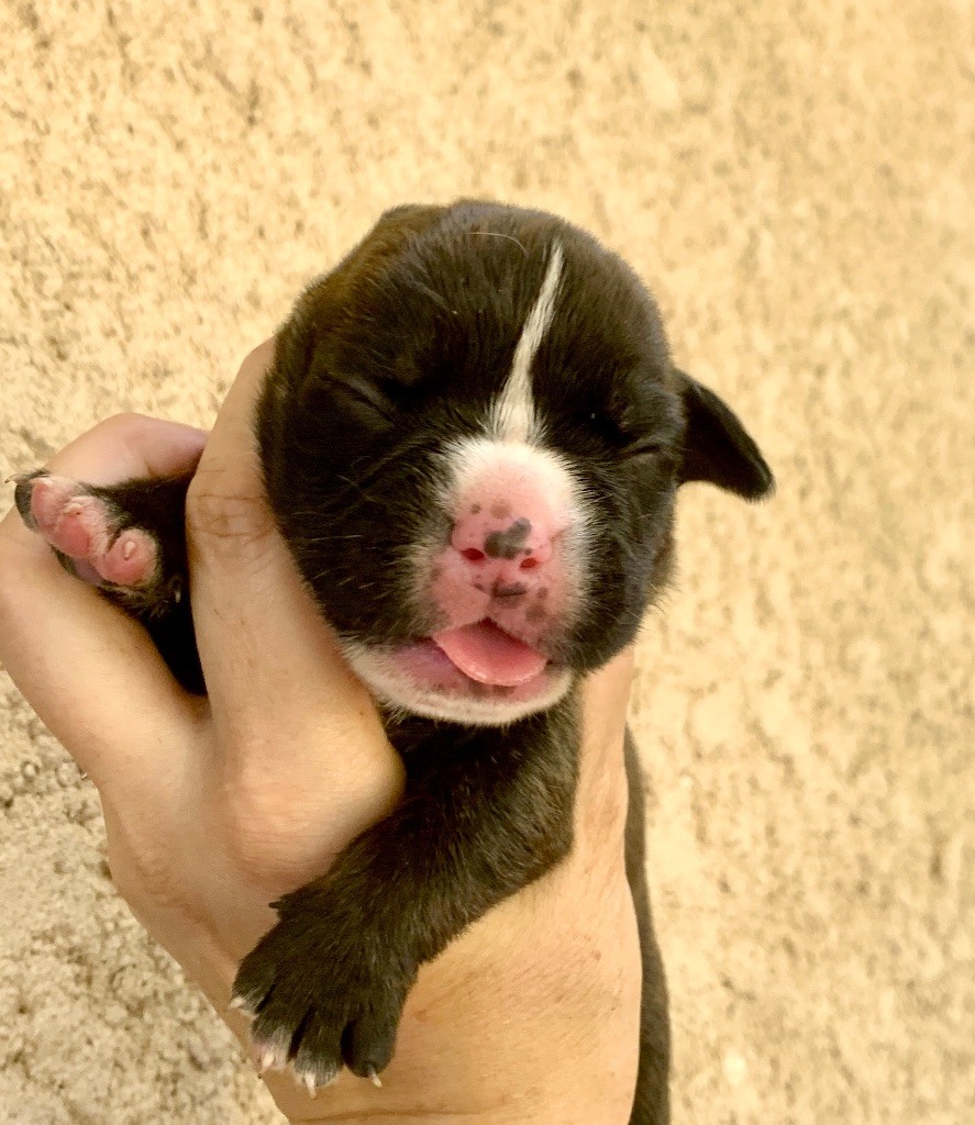 du Cap de la Coste - Chiots disponibles - Bulldog continental