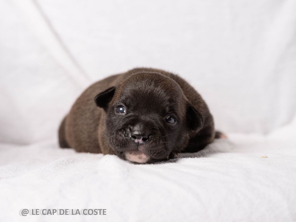 du Cap de la Coste - Chiots disponibles - Bulldog continental