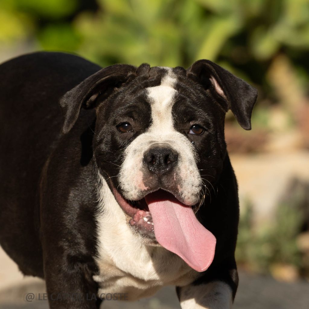 du Cap de la Coste - Chiots disponibles - Bulldog continental