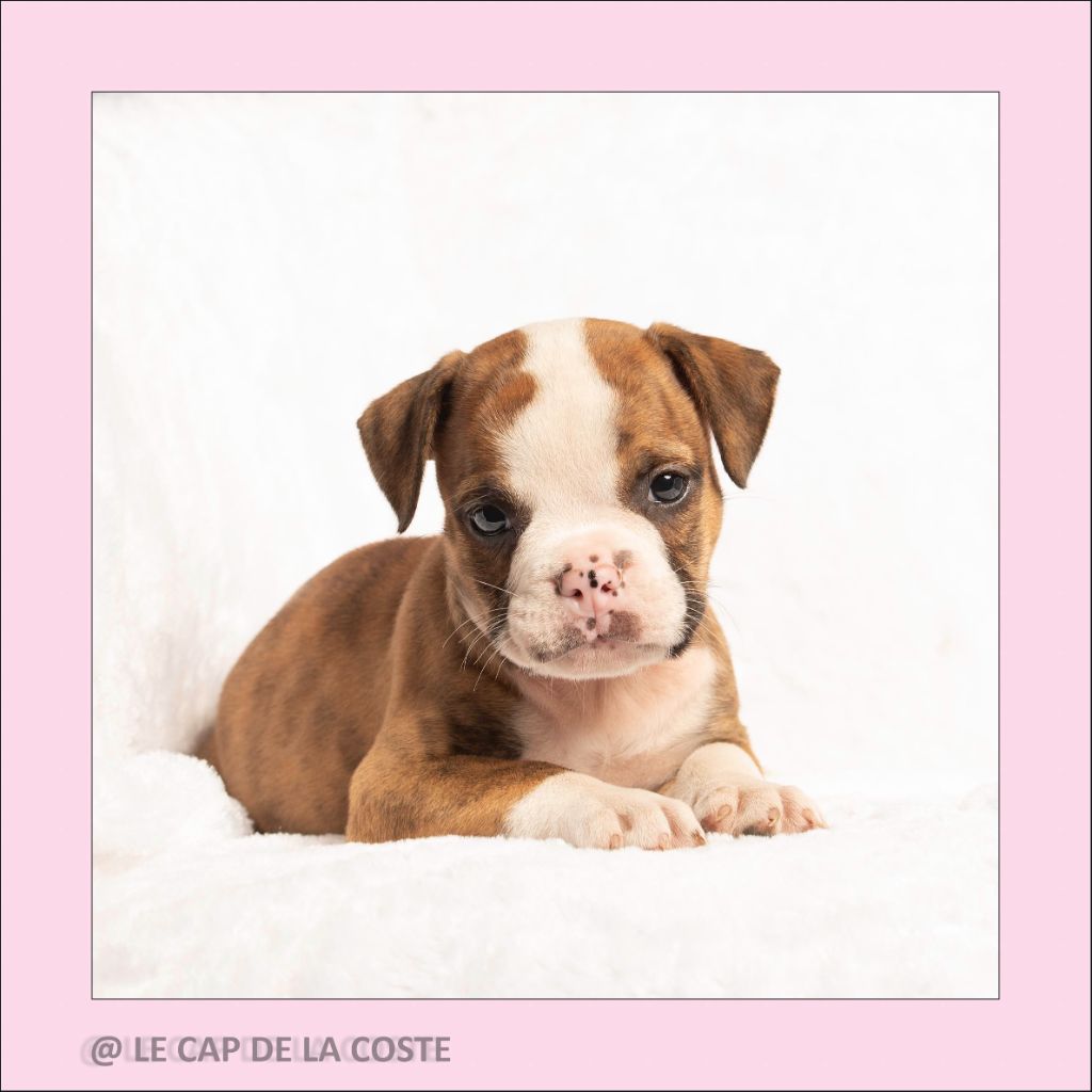 du Cap de la Coste - Chiots disponibles - Bulldog continental