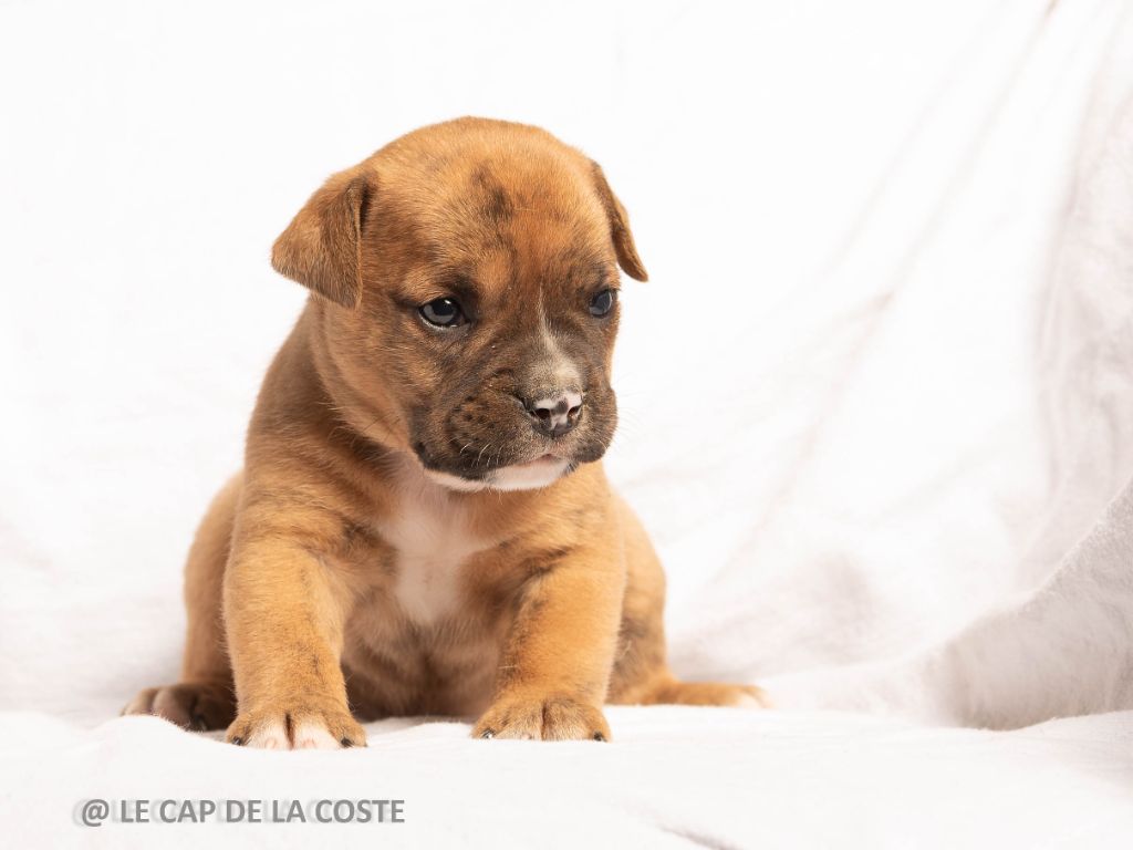 du Cap de la Coste - Chiots disponibles - Bulldog continental
