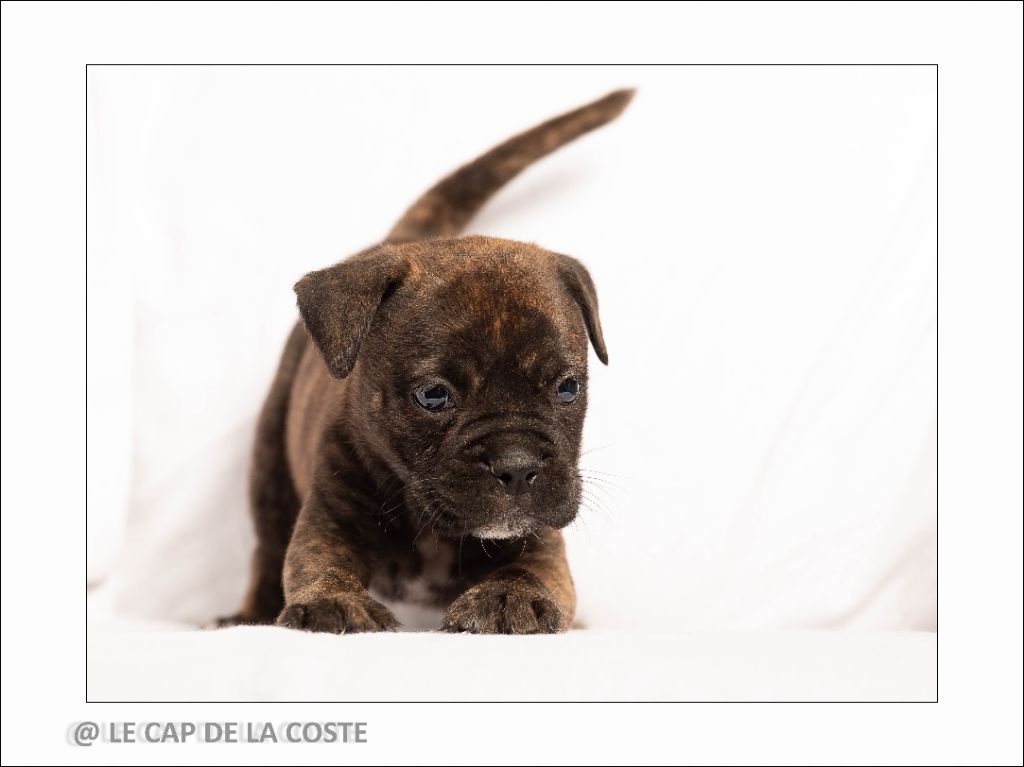 du Cap de la Coste - Chiots disponibles - Bulldog continental