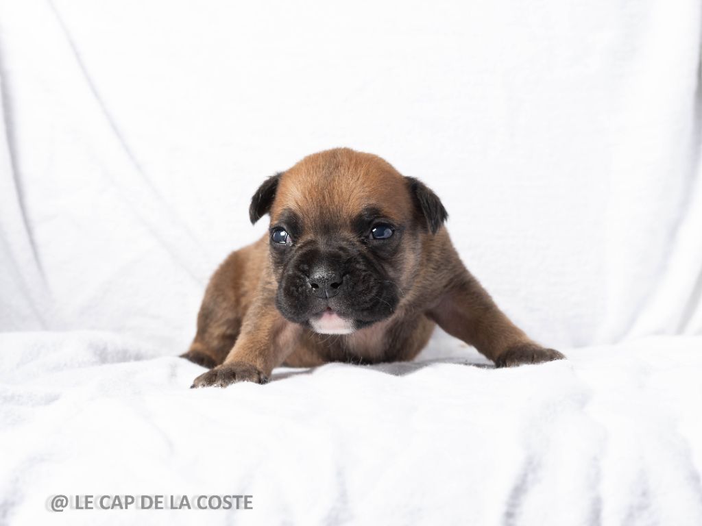 du Cap de la Coste - Chiots disponibles - Bulldog continental