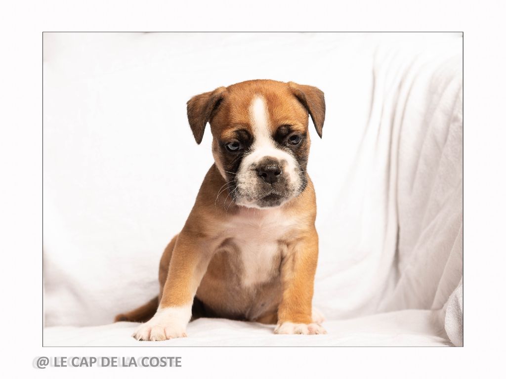 du Cap de la Coste - Chiots disponibles - Bulldog continental