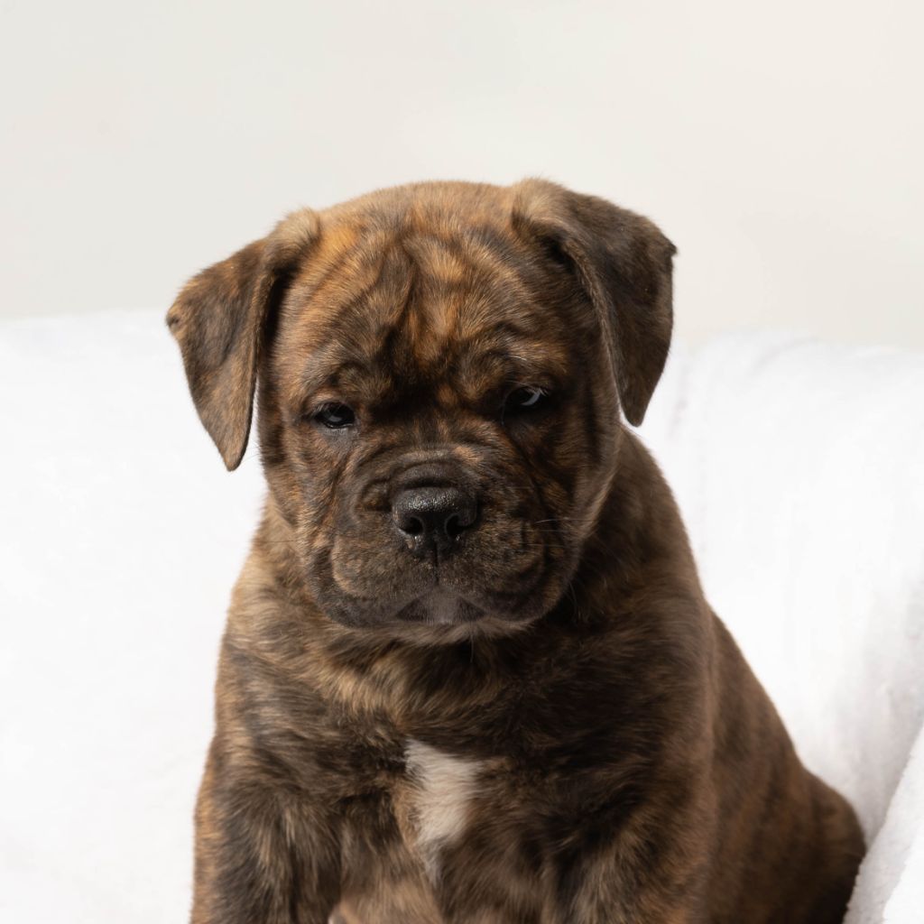 du Cap de la Coste - Chiots disponibles - Bulldog continental