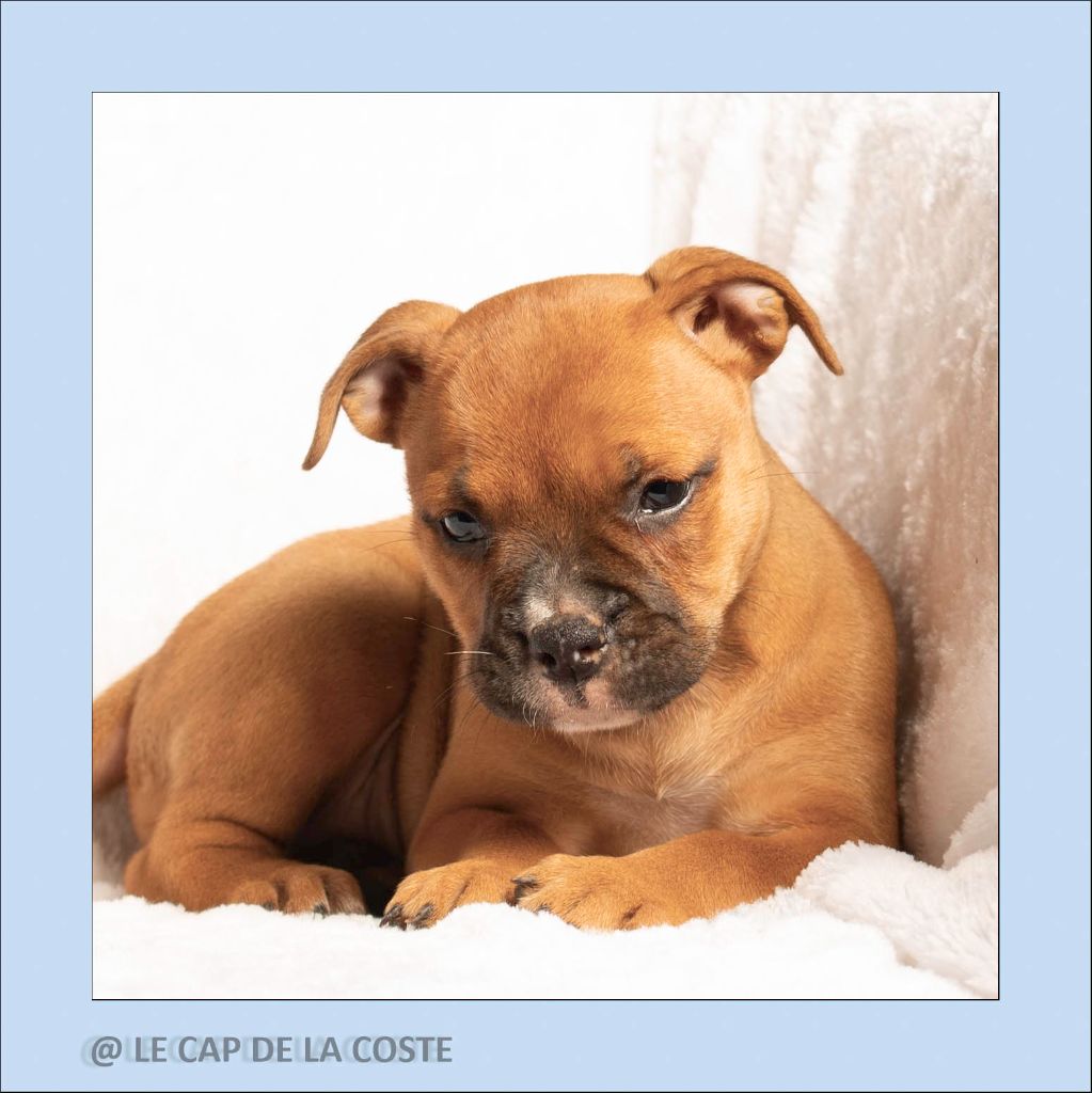 du Cap de la Coste - Chiots disponibles - Bulldog continental