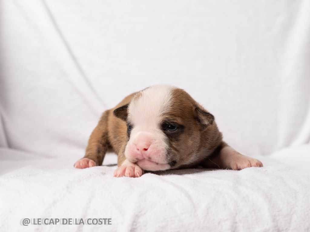 du Cap de la Coste - Chiots disponibles - Bulldog continental