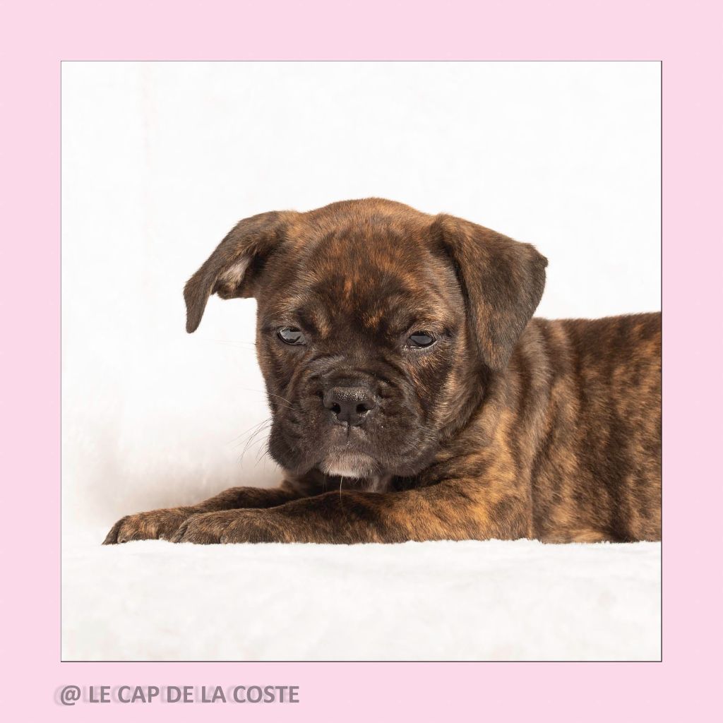 du Cap de la Coste - Chiots disponibles - Bulldog continental
