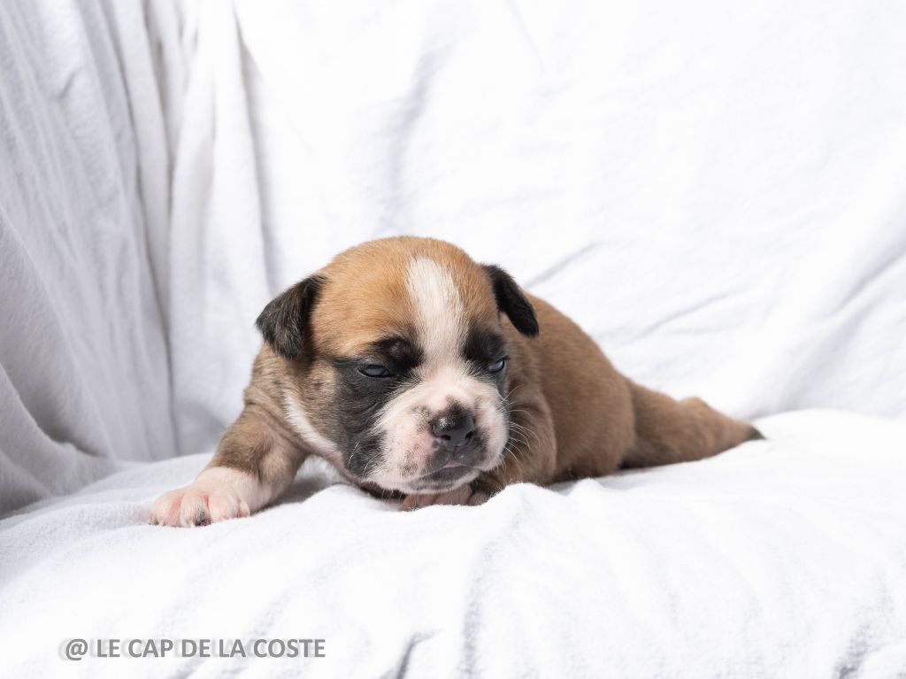 du Cap de la Coste - Chiots disponibles - Bulldog continental