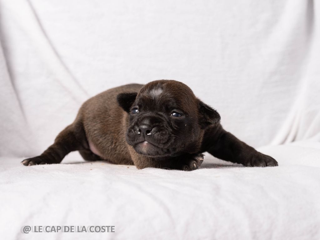 du Cap de la Coste - Chiots disponibles - Bulldog continental