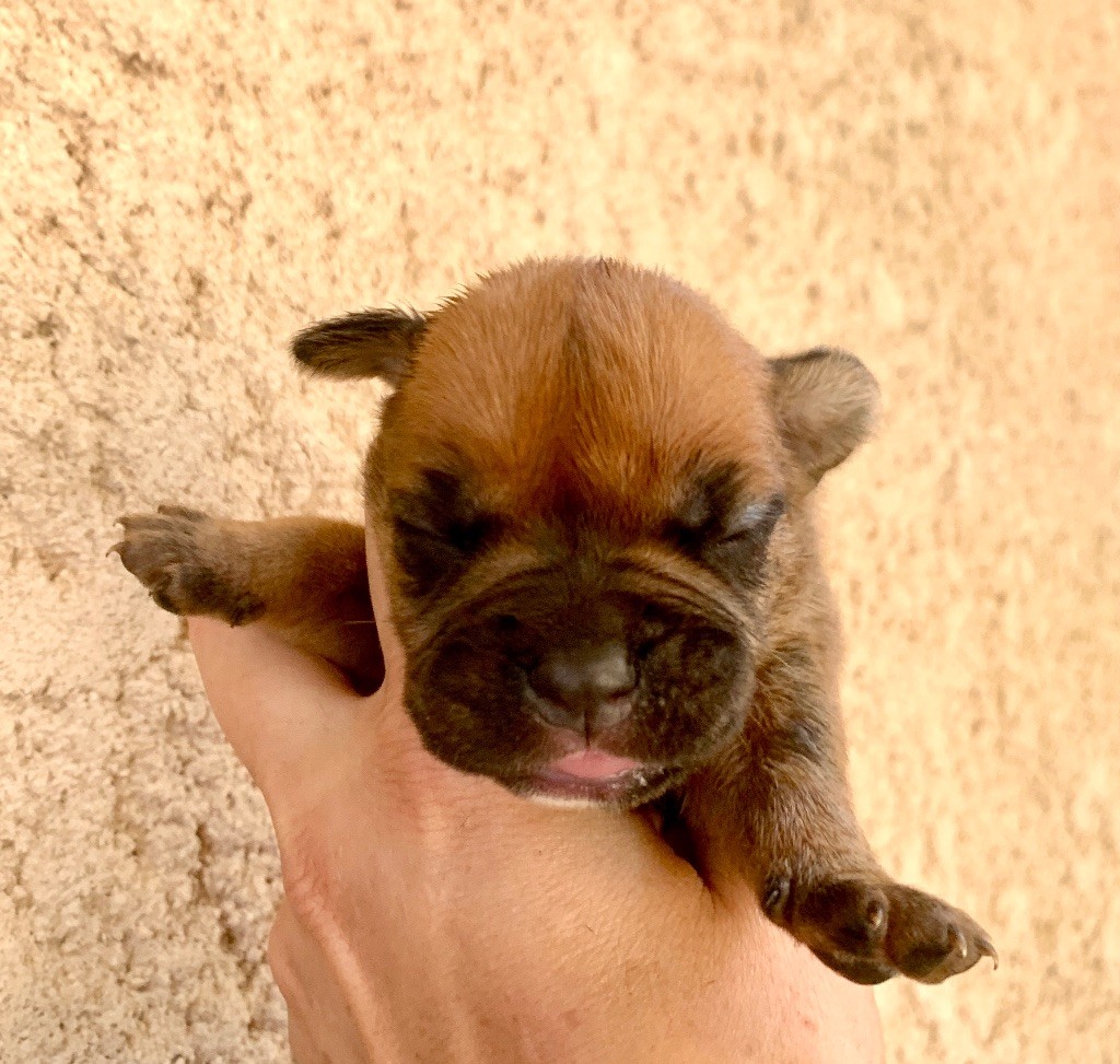 du Cap de la Coste - Chiots disponibles - Bulldog continental
