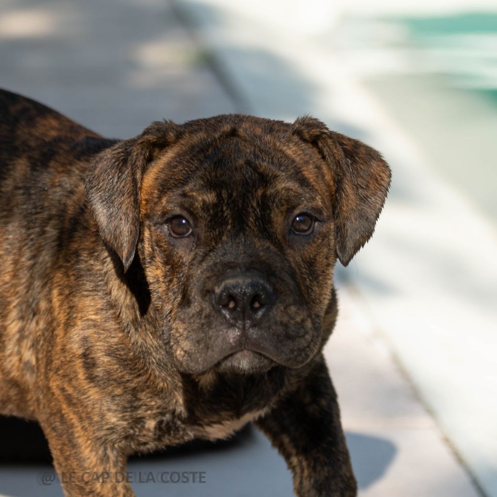 du Cap de la Coste - Chiots disponibles - Bulldog continental