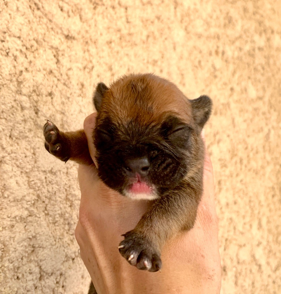 du Cap de la Coste - Chiots disponibles - Bulldog continental