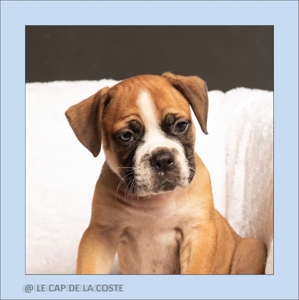 du Cap de la Coste - Chiots disponibles - Bulldog continental