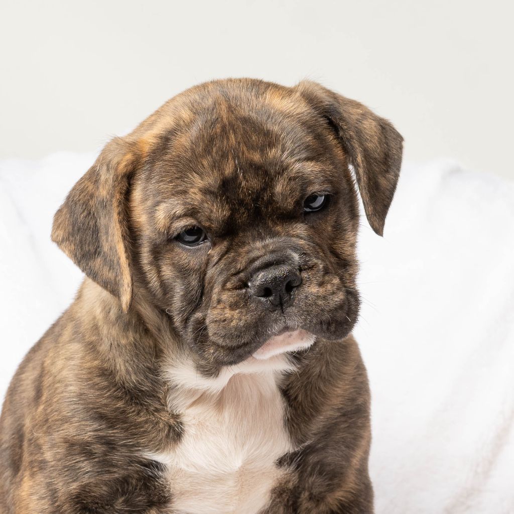 du Cap de la Coste - Chiots disponibles - Bulldog continental