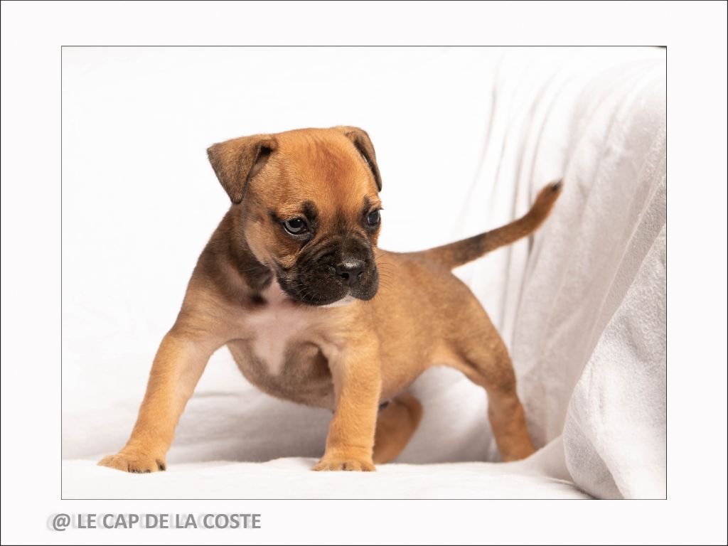 du Cap de la Coste - Chiots disponibles - Bulldog continental