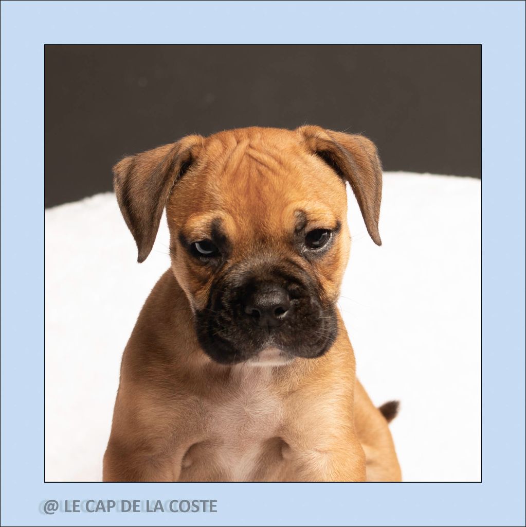 du Cap de la Coste - Chiots disponibles - Bulldog continental