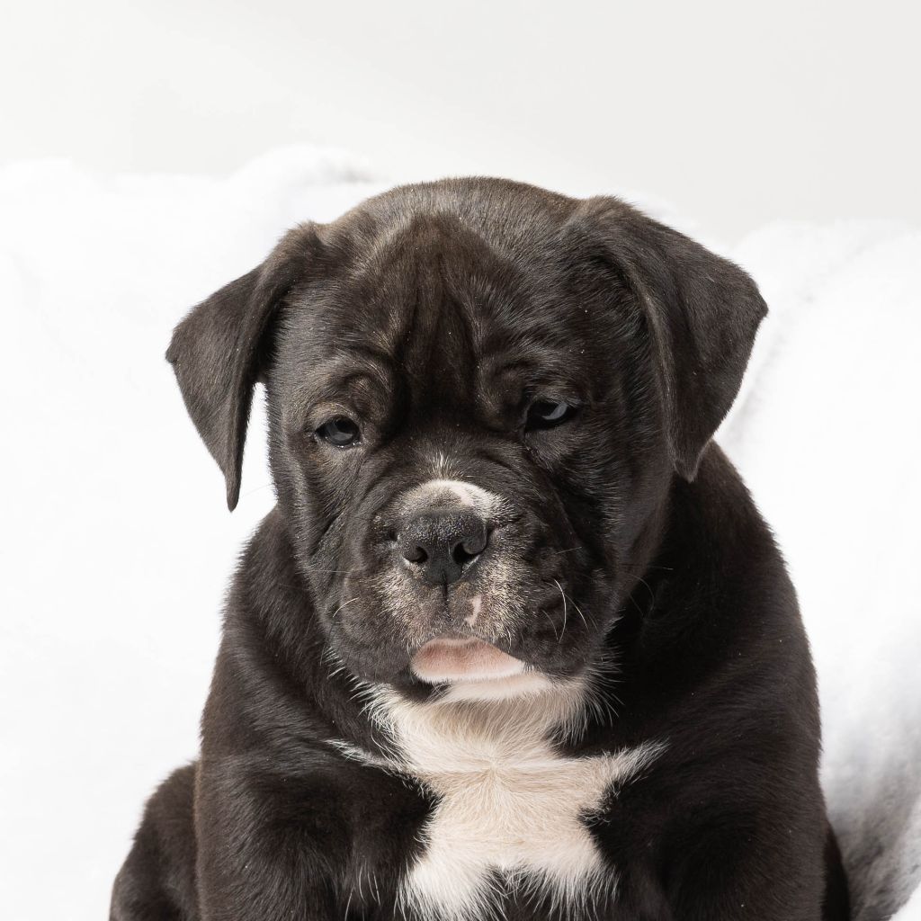 du Cap de la Coste - Chiots disponibles - Bulldog continental