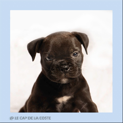 CHIOT