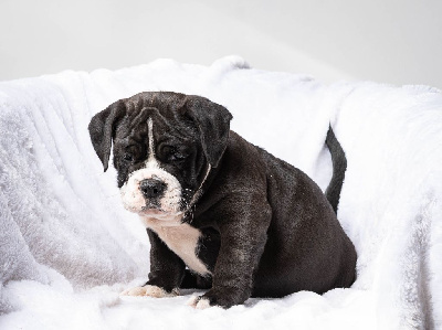 CHIOT