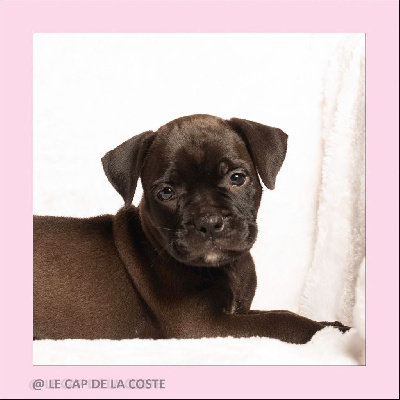 CHIOT