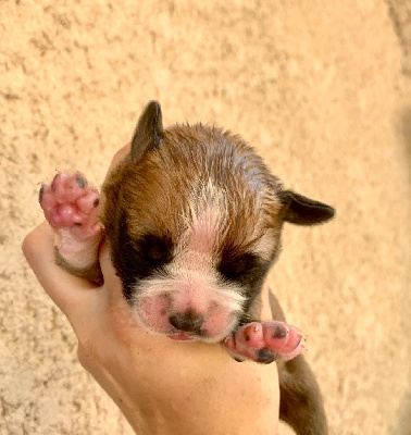 CHIOT