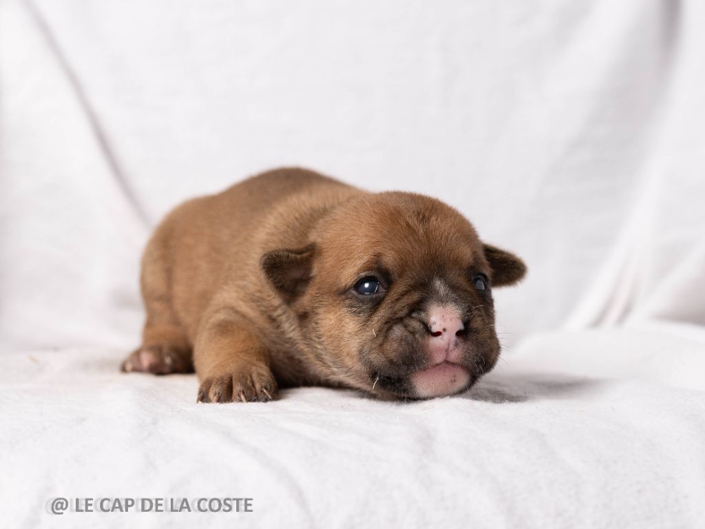 du Cap de la Coste - Chiots disponibles - Bulldog continental