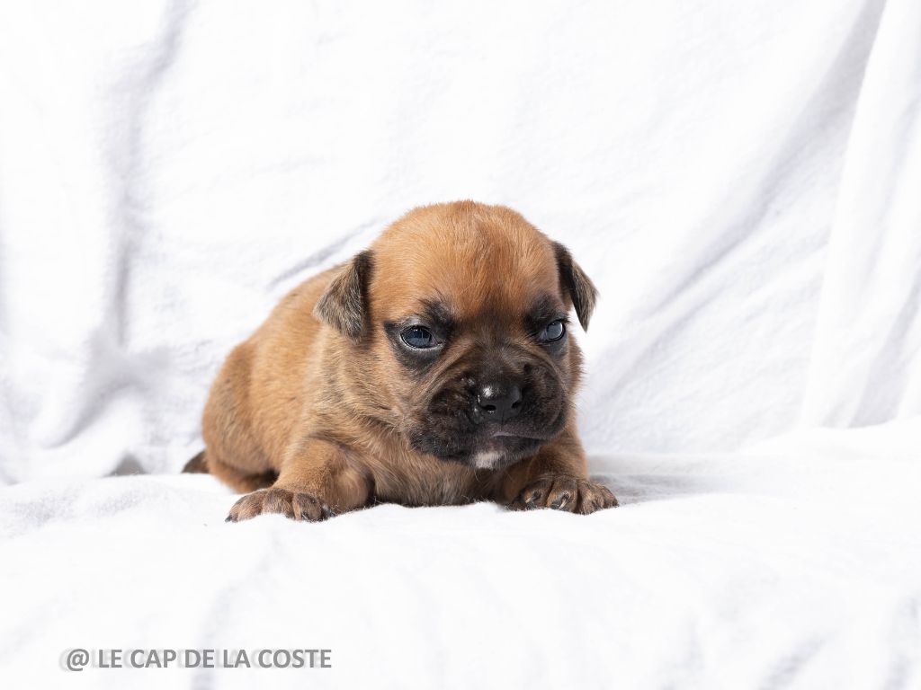 du Cap de la Coste - Chiots disponibles - Bulldog continental