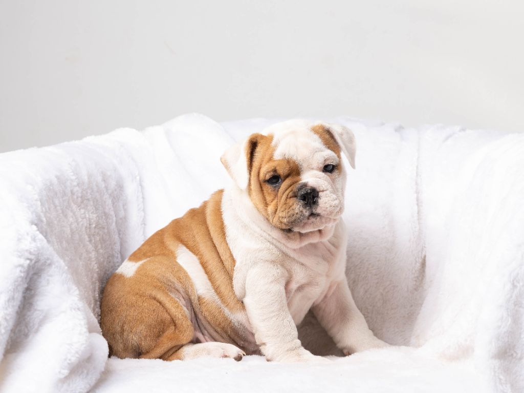 du Cap de la Coste - Chiots disponibles - Bulldog continental