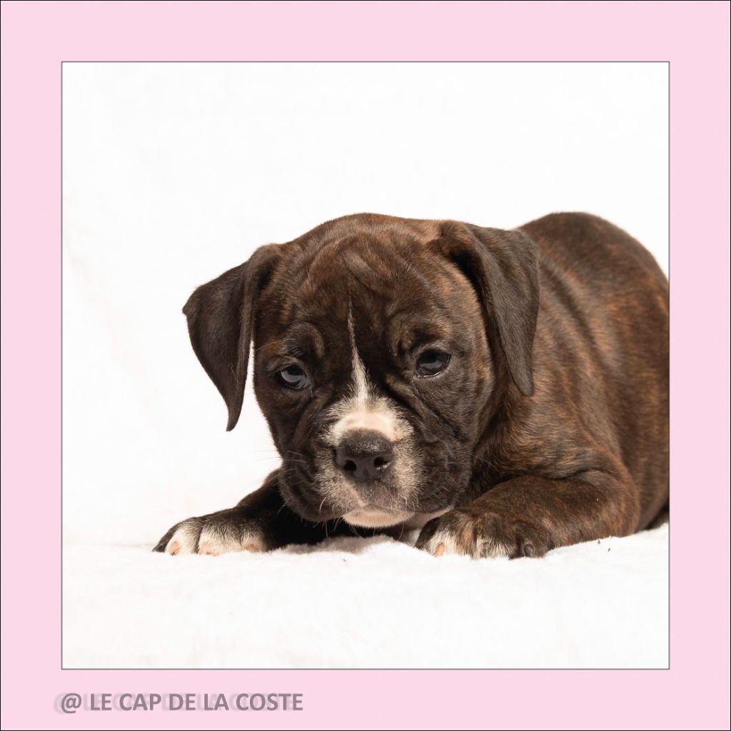 du Cap de la Coste - Chiots disponibles - Bulldog continental