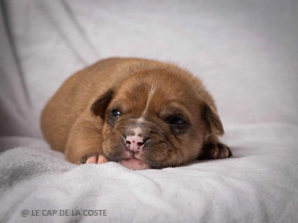 du Cap de la Coste - Chiots disponibles - Bulldog continental