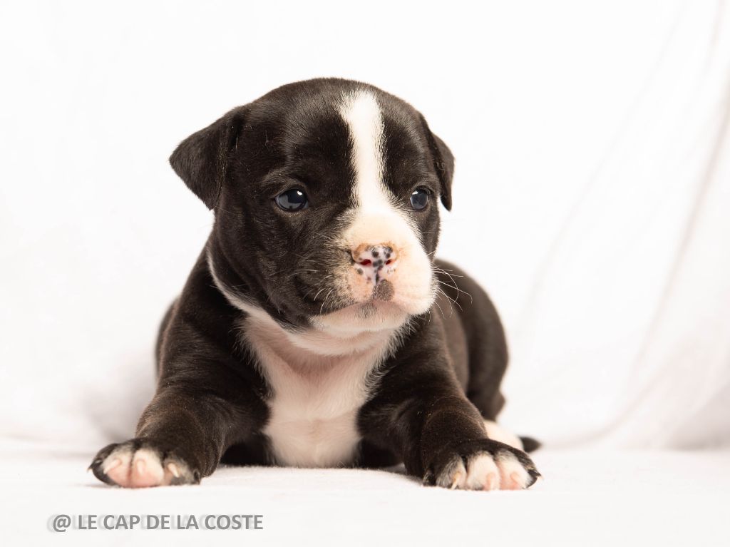 du Cap de la Coste - Chiots disponibles - Bulldog continental