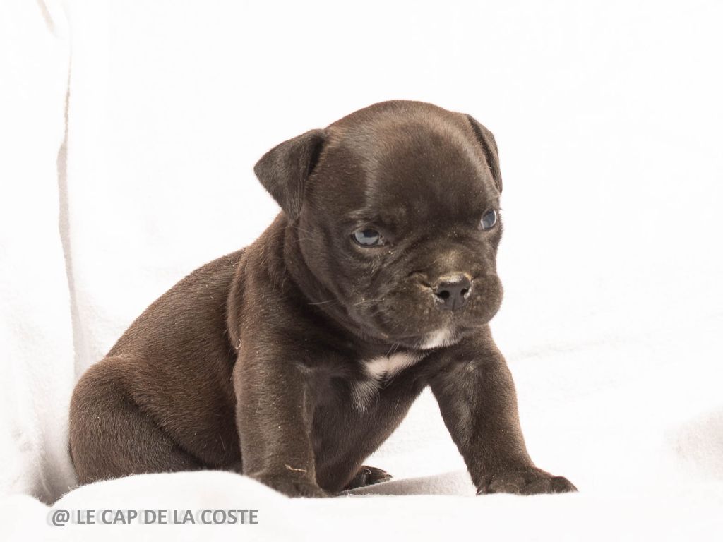 du Cap de la Coste - Chiots disponibles - Bulldog continental