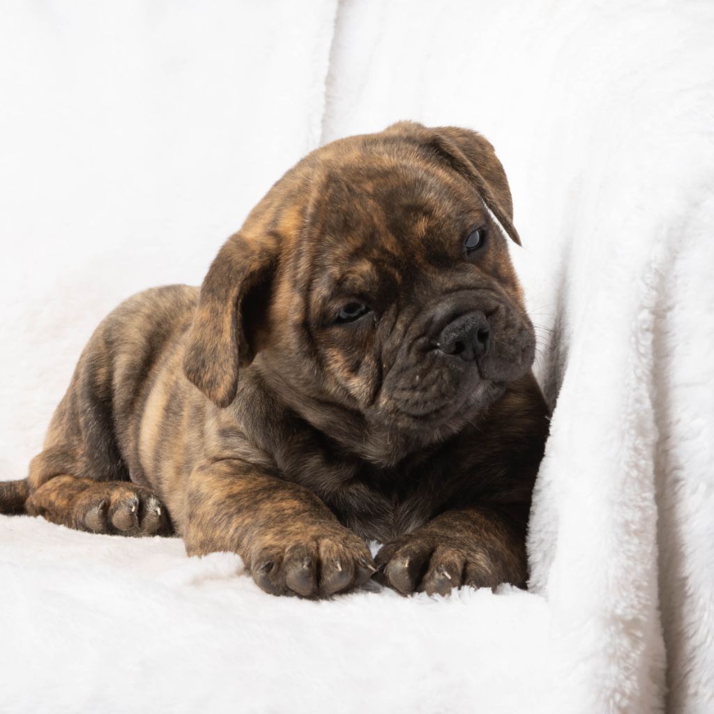 du Cap de la Coste - Chiots disponibles - Bulldog continental