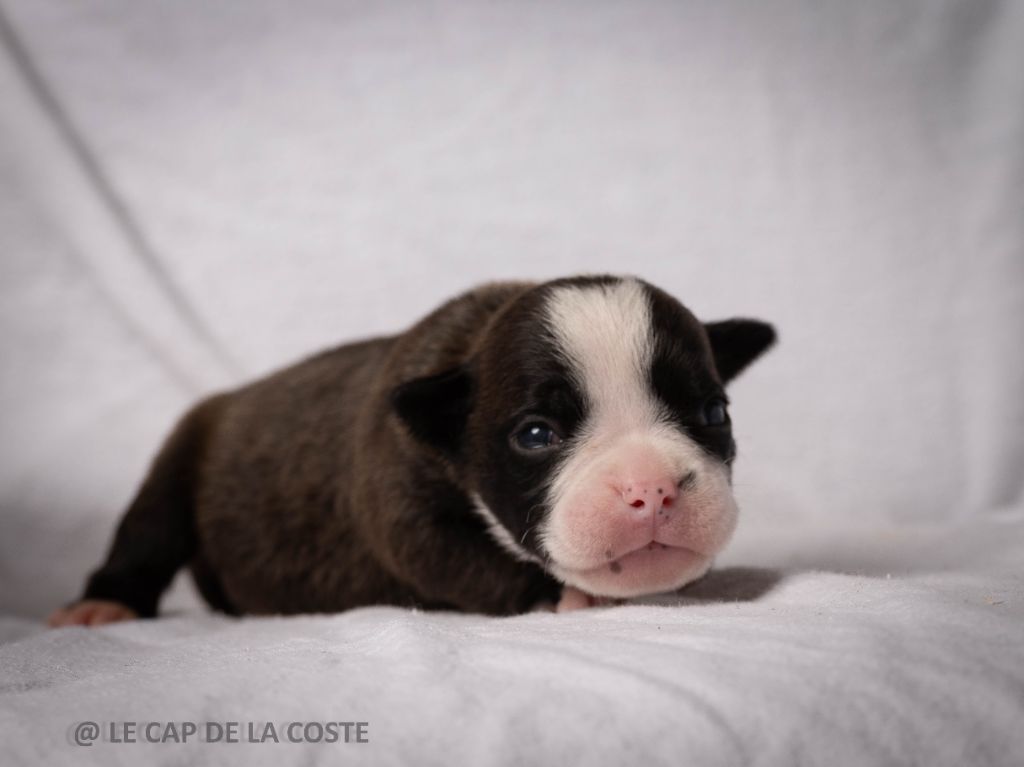 du Cap de la Coste - Chiots disponibles - Bulldog continental