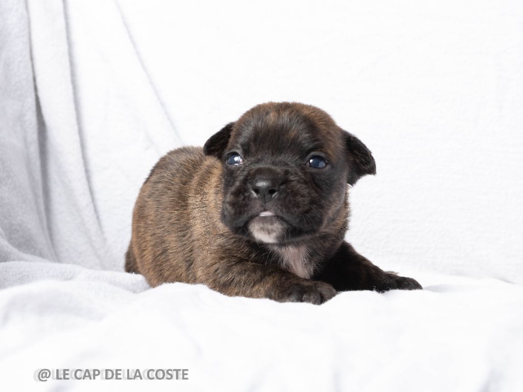 du Cap de la Coste - Chiots disponibles - Bulldog continental