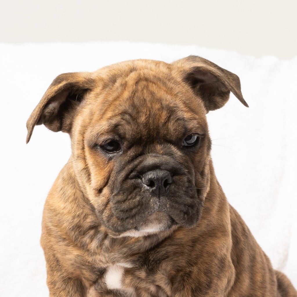 du Cap de la Coste - Chiots disponibles - Bulldog continental