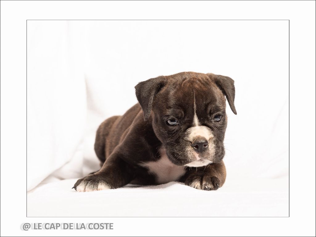 du Cap de la Coste - Chiots disponibles - Bulldog continental