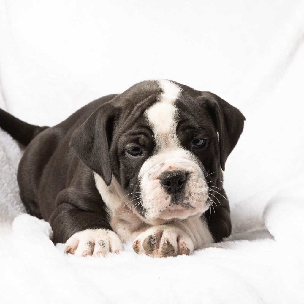 du Cap de la Coste - Chiots disponibles - Bulldog continental