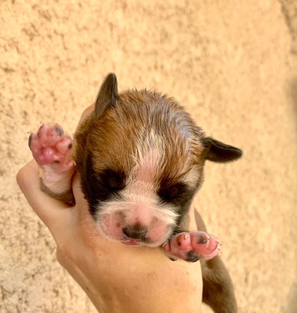 du Cap de la Coste - Chiots disponibles - Bulldog continental